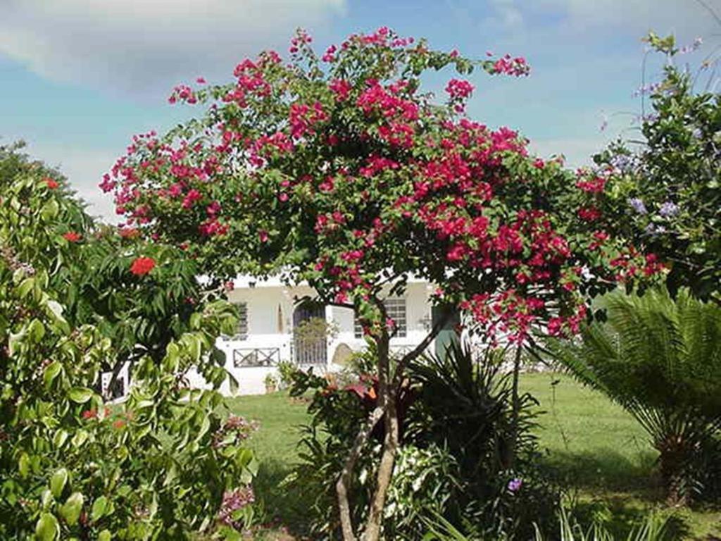 Great Escape&Breakfast Inn Vieques Exterior foto